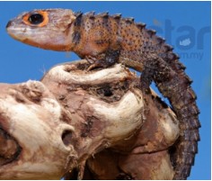 Red Eyed Armored Skink Info Red Eyed Armored Skink Info
